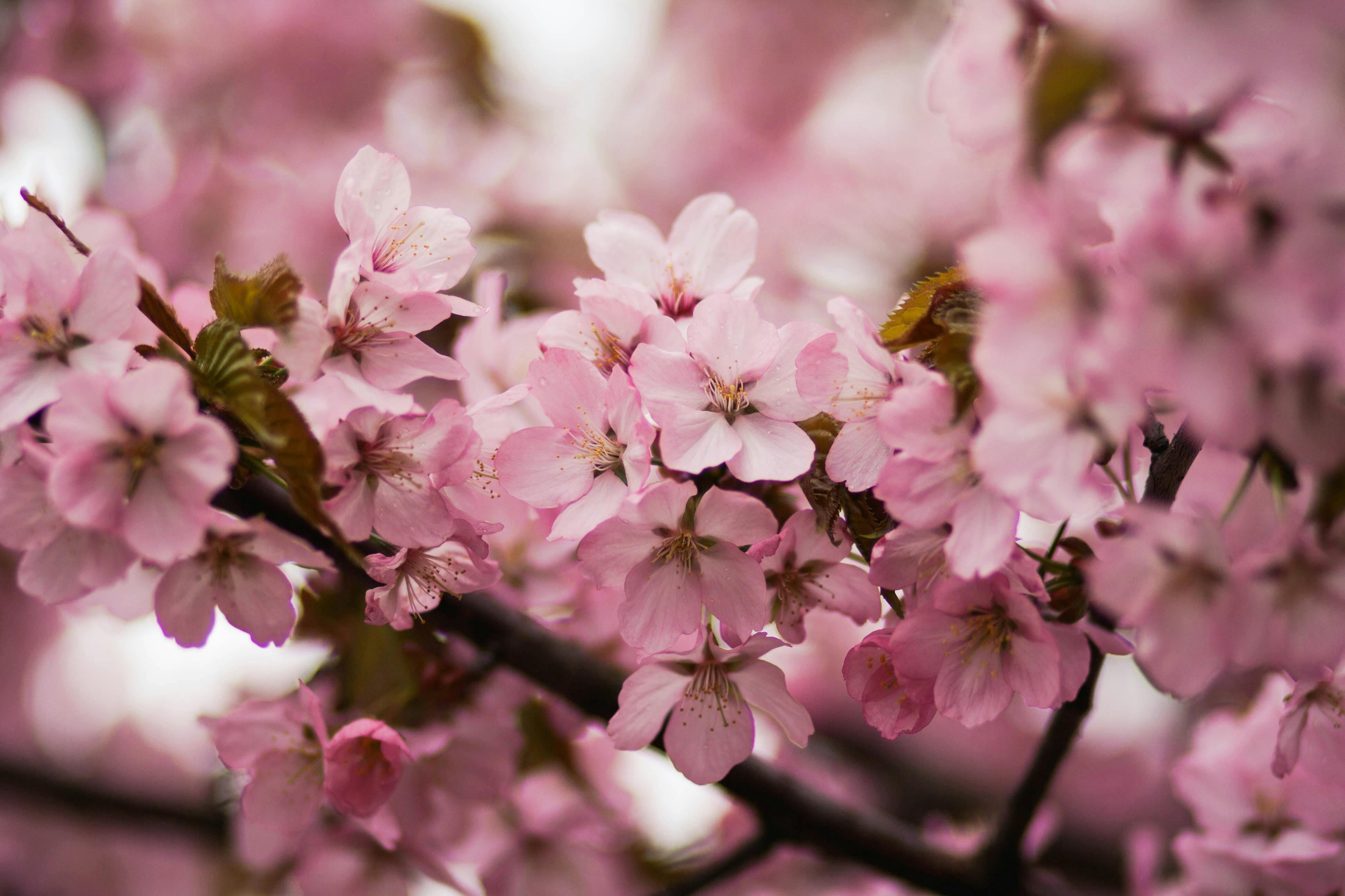 Pink Cherry Blossom Tree